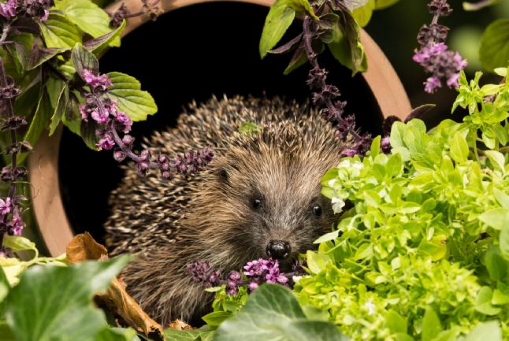 Sécheresse : « comment donner un petit coup de pouce à la faune  de nos jardins »